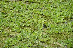 Pistia stratiotes